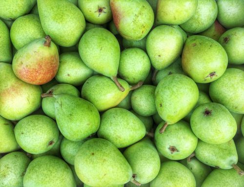 Stemilt Will No Longer Use Anti-Ripening Agents on Its Pears